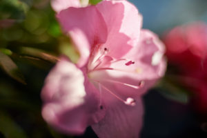 Pink azalea in close-up Pink azalea in close-up